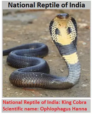 National Reptile of India: King Cobra